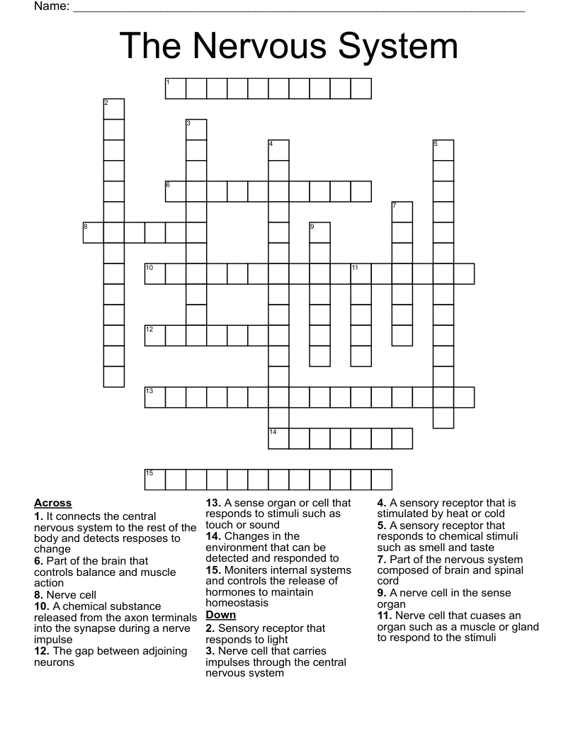 The Nervous System Crossword