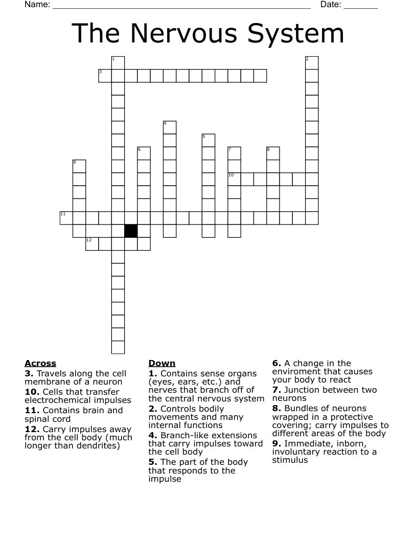 The Nervous System Crossword