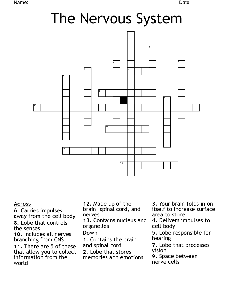 The Nervous System Crossword