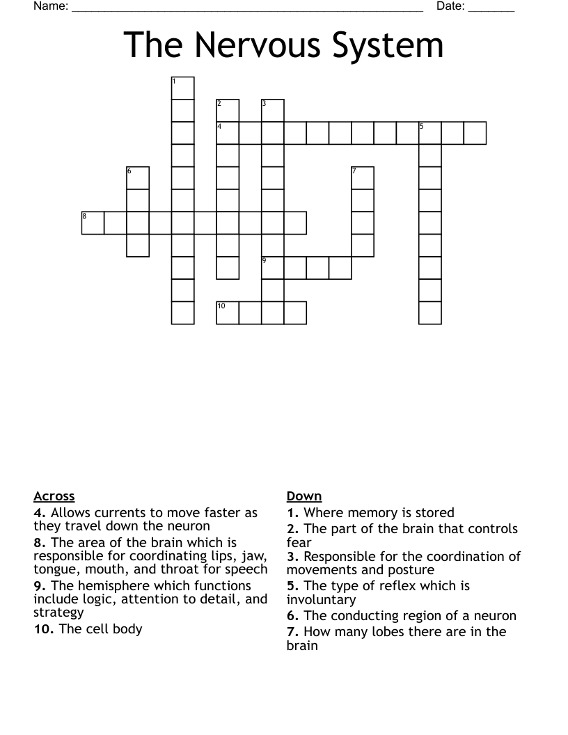 The Nervous System Crossword