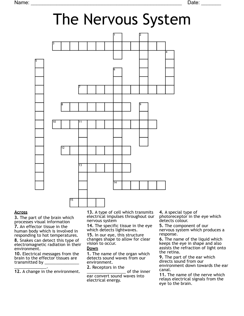 The Nervous System Crossword