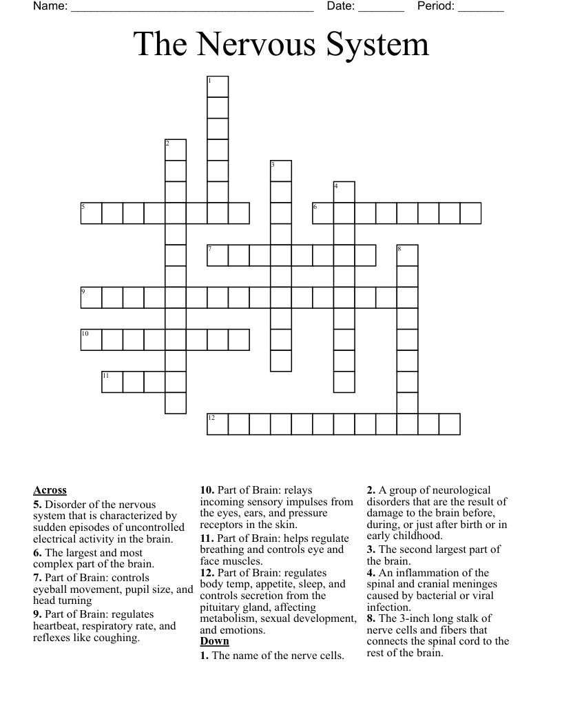 The Nervous System Crossword