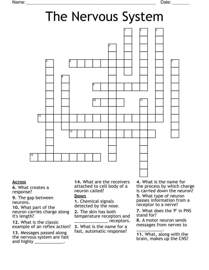 The Nervous System Crossword