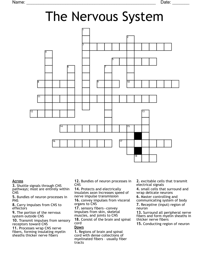 The Nervous System Crossword