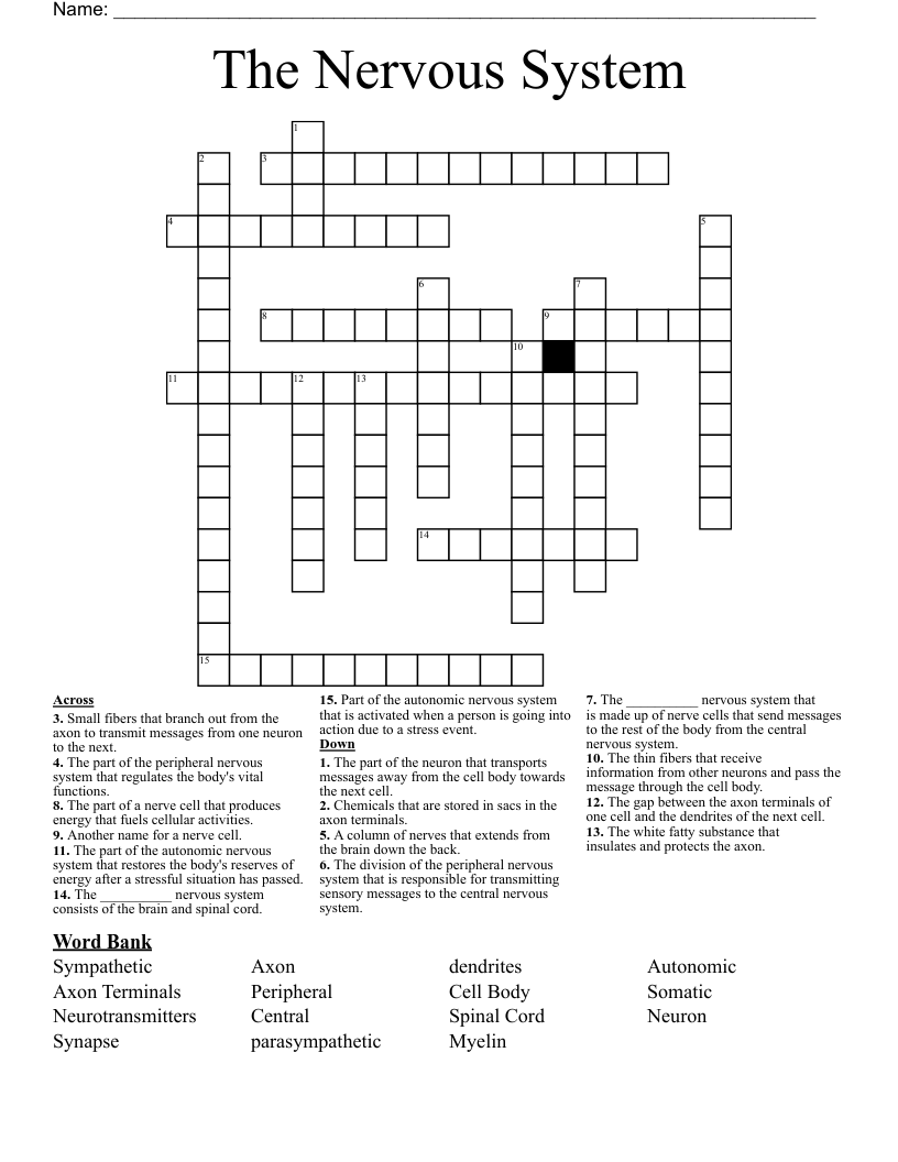 The Nervous System Crossword