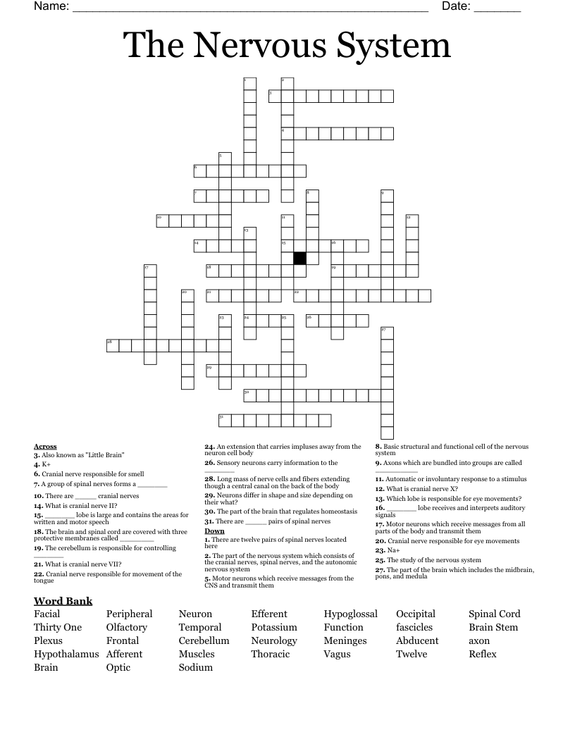 The Nervous System Crossword