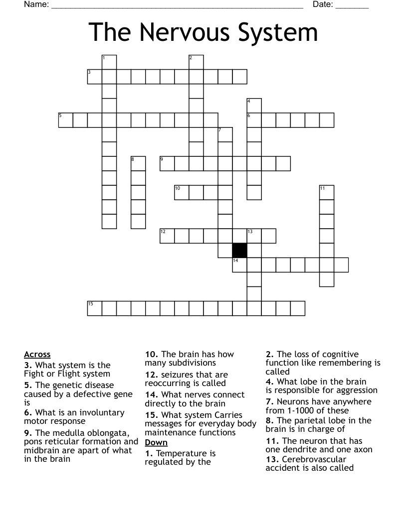 The Nervous System Crossword