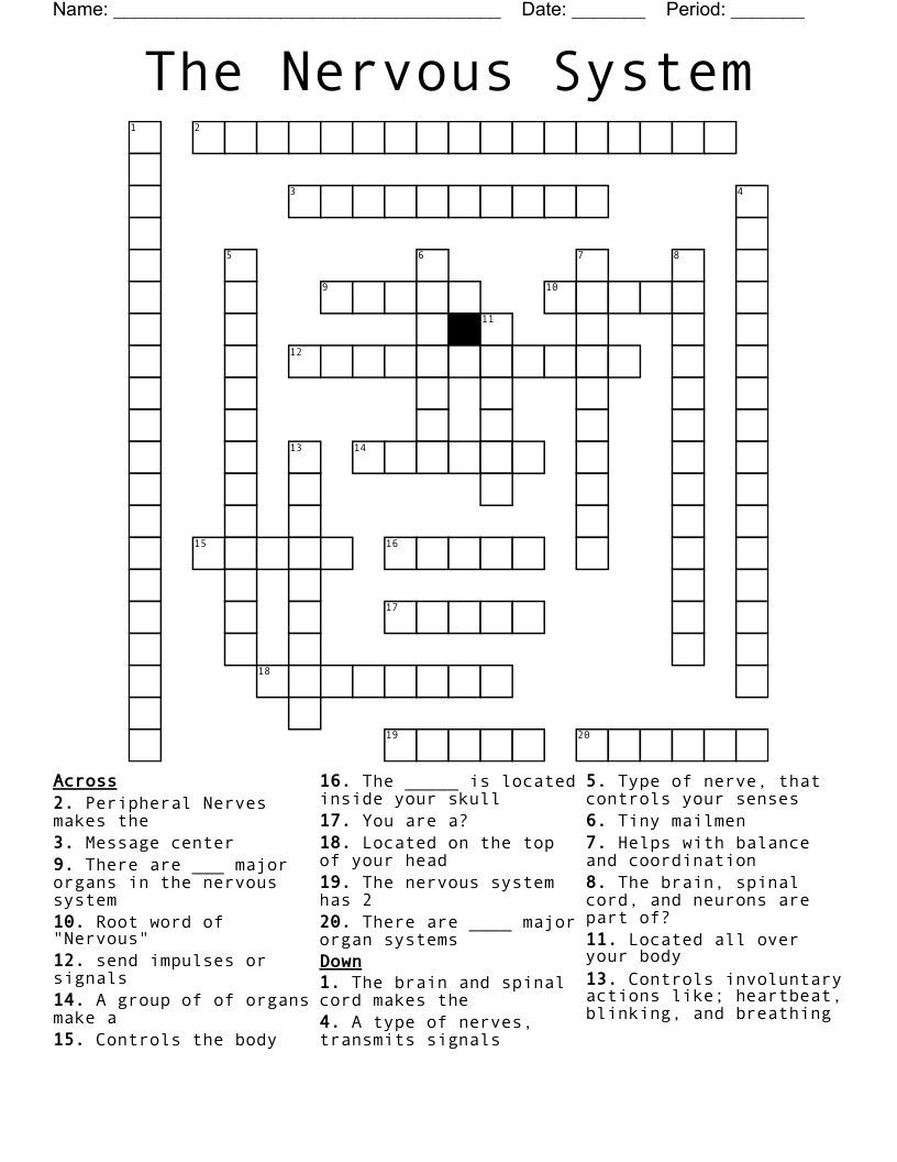 The Nervous System Crossword