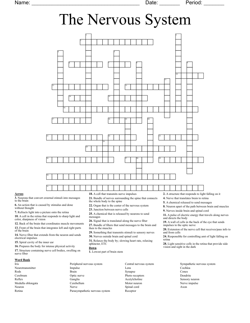 The Nervous System Crossword