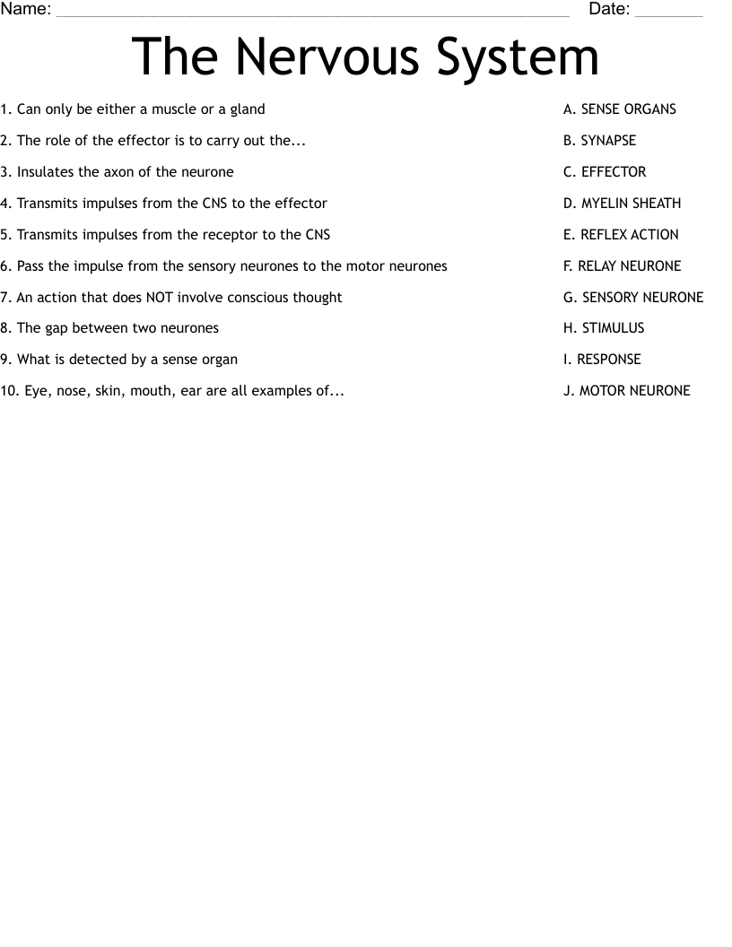 The Nervous System Worksheet