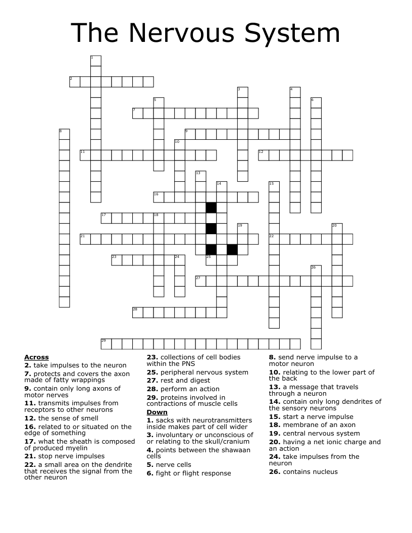 The Nervous System Crossword