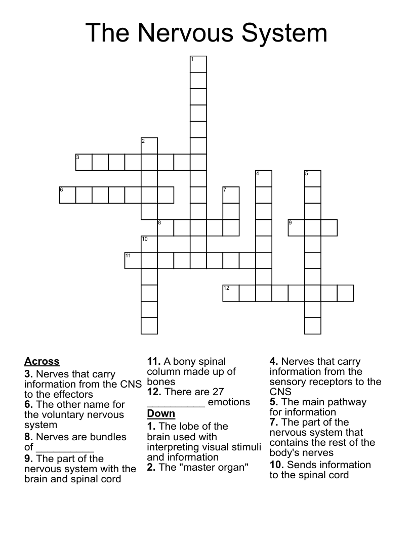 The Nervous System Crossword
