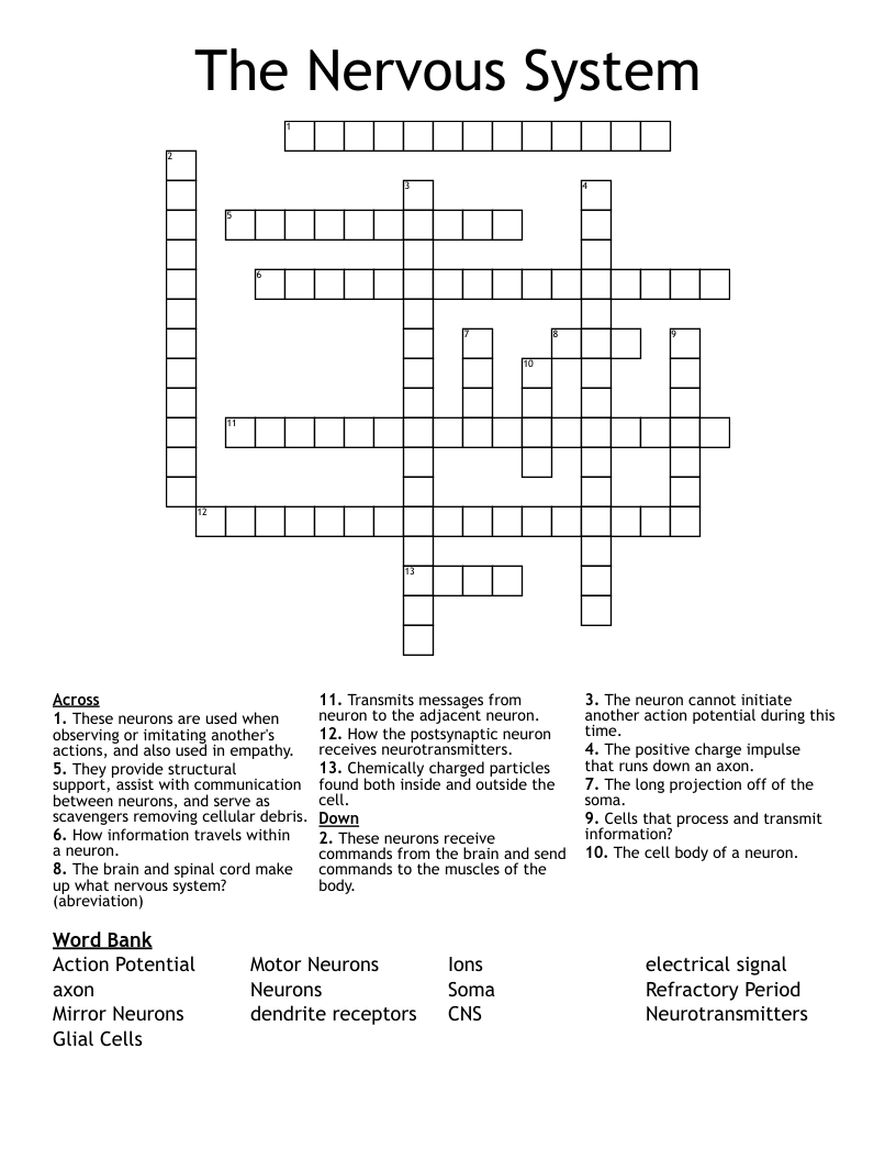 The Nervous System Crossword