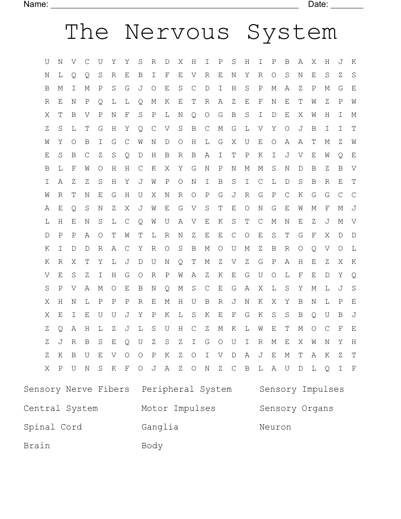 The Nervous System Word Search