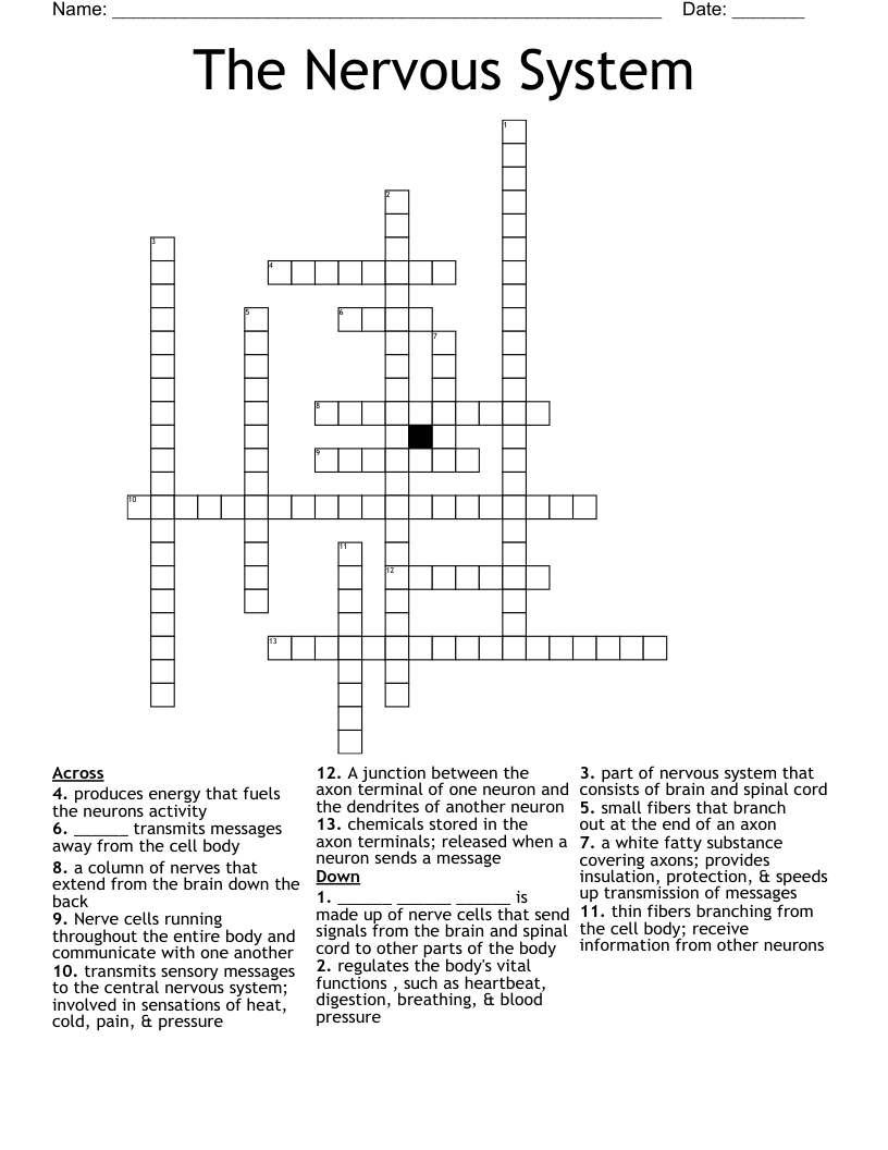 The Nervous System  Crossword