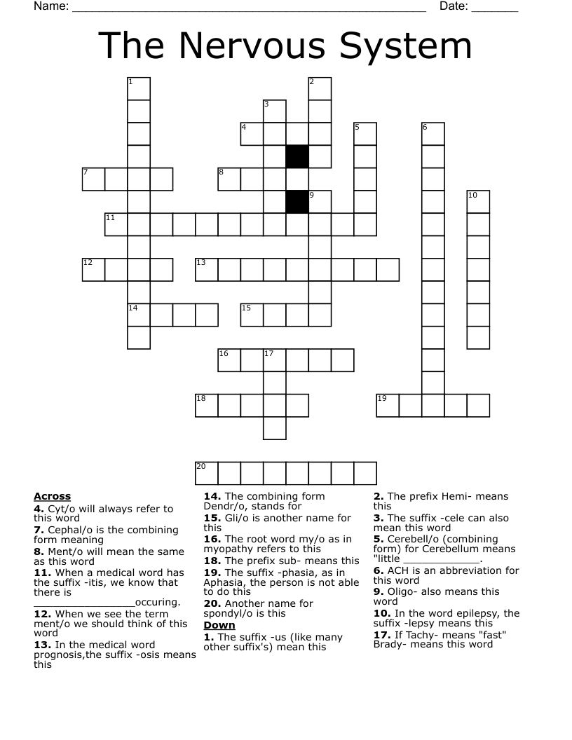 The Nervous System  Crossword