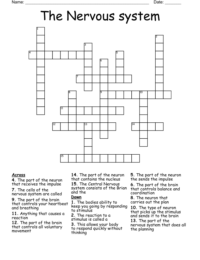 The Nervous system Crossword
