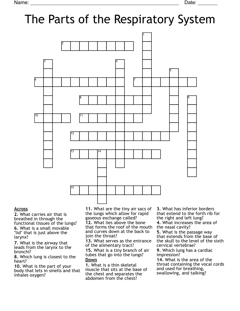 The Parts of the Respiratory System Crossword