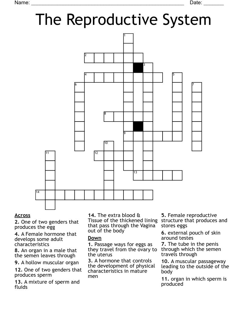 The Reproductive System Crossword