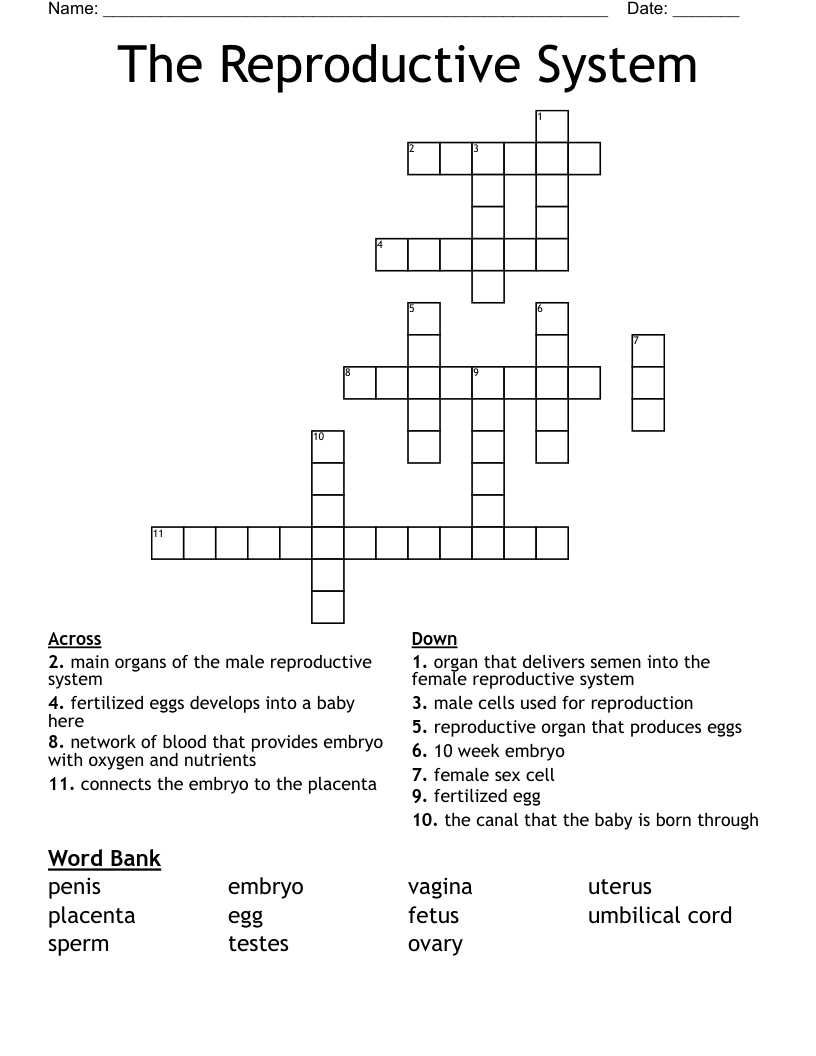 The Reproductive System Crossword