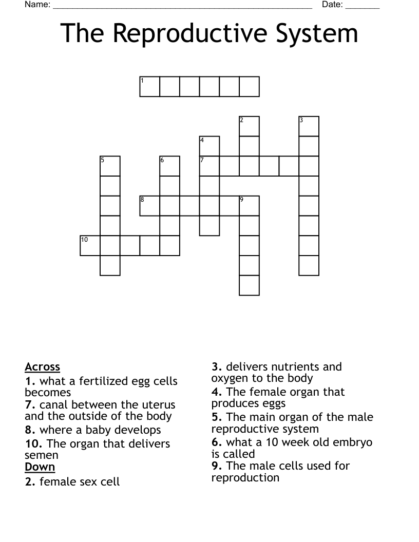 The Reproductive System  Crossword