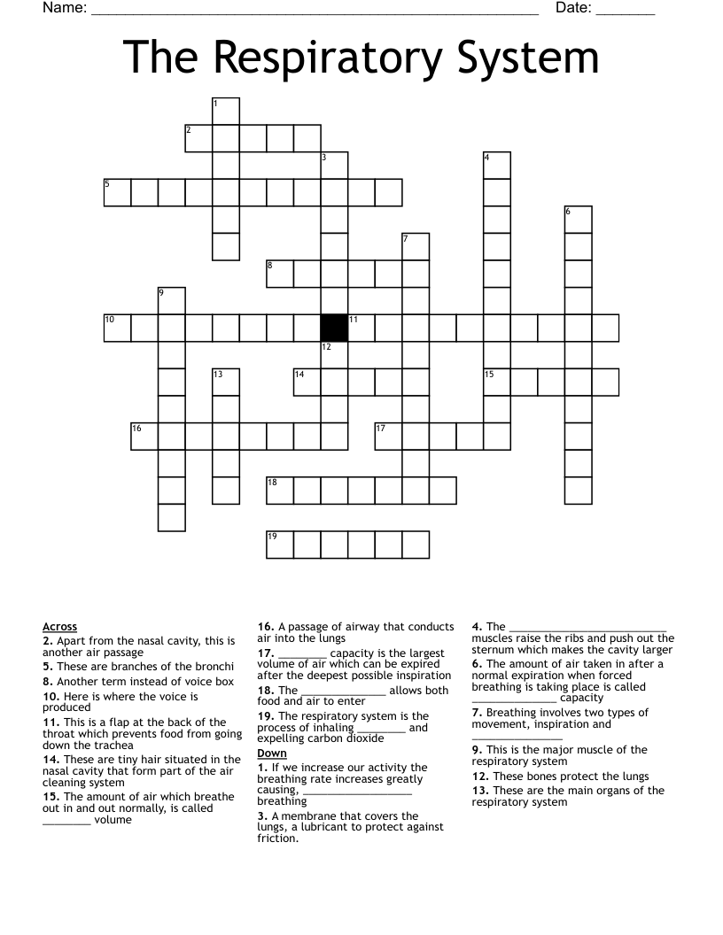 The Respiratory System Crossword