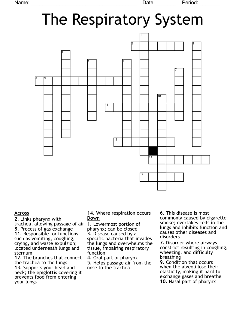The Respiratory System Crossword