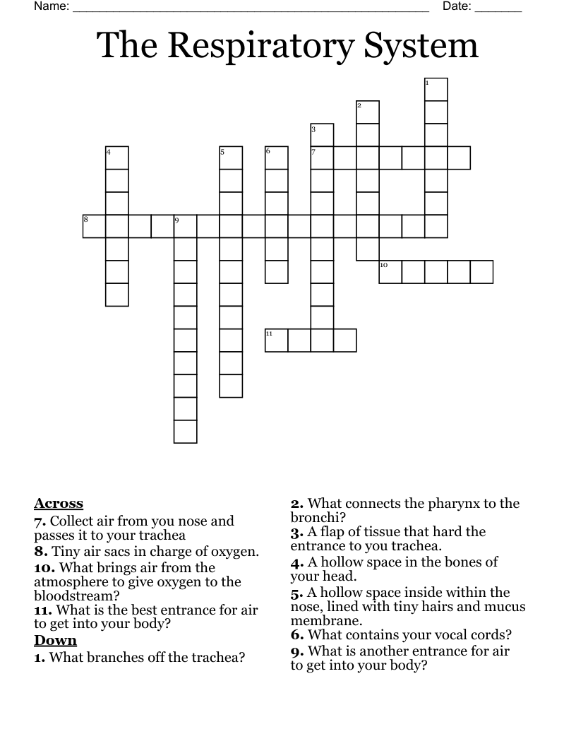 The Respiratory System Crossword
