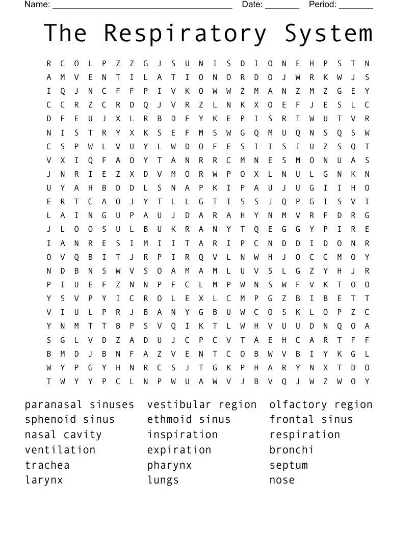 The Respiratory System Word Search
