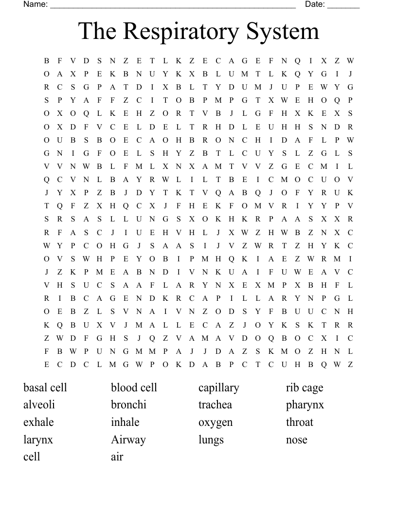 The Respiratory System Word Search