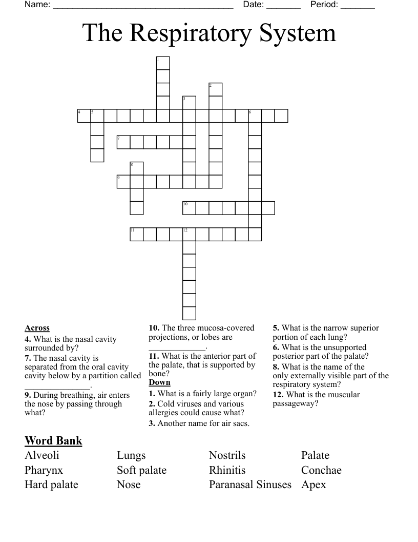 The Respiratory System Crossword