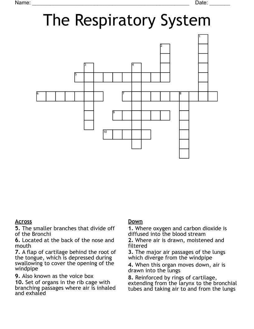 The Respiratory System Crossword