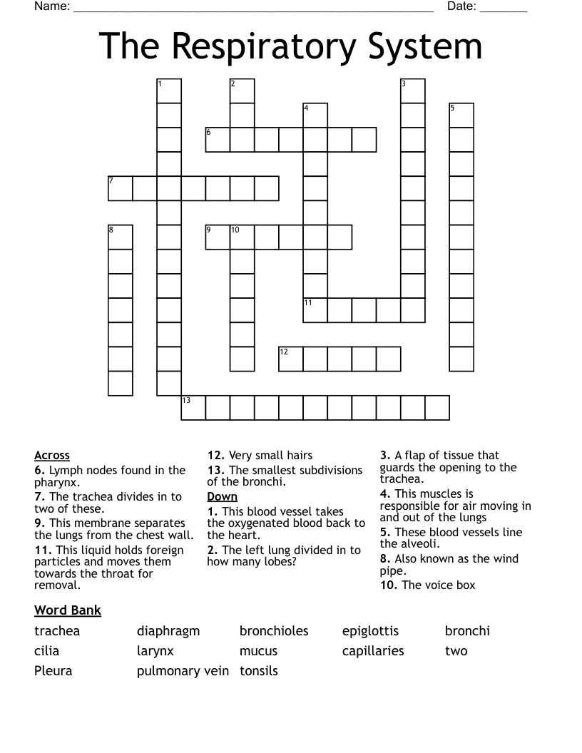 The Respiratory System Crossword