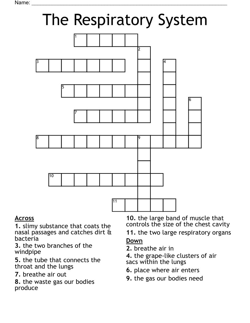 The Respiratory System Crossword