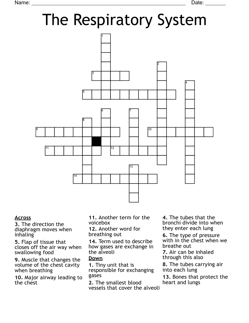 The Respiratory System Crossword