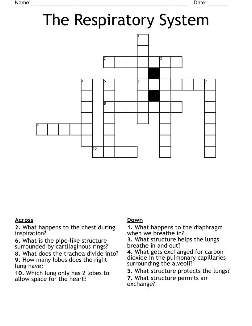 The Respiratory System Crossword