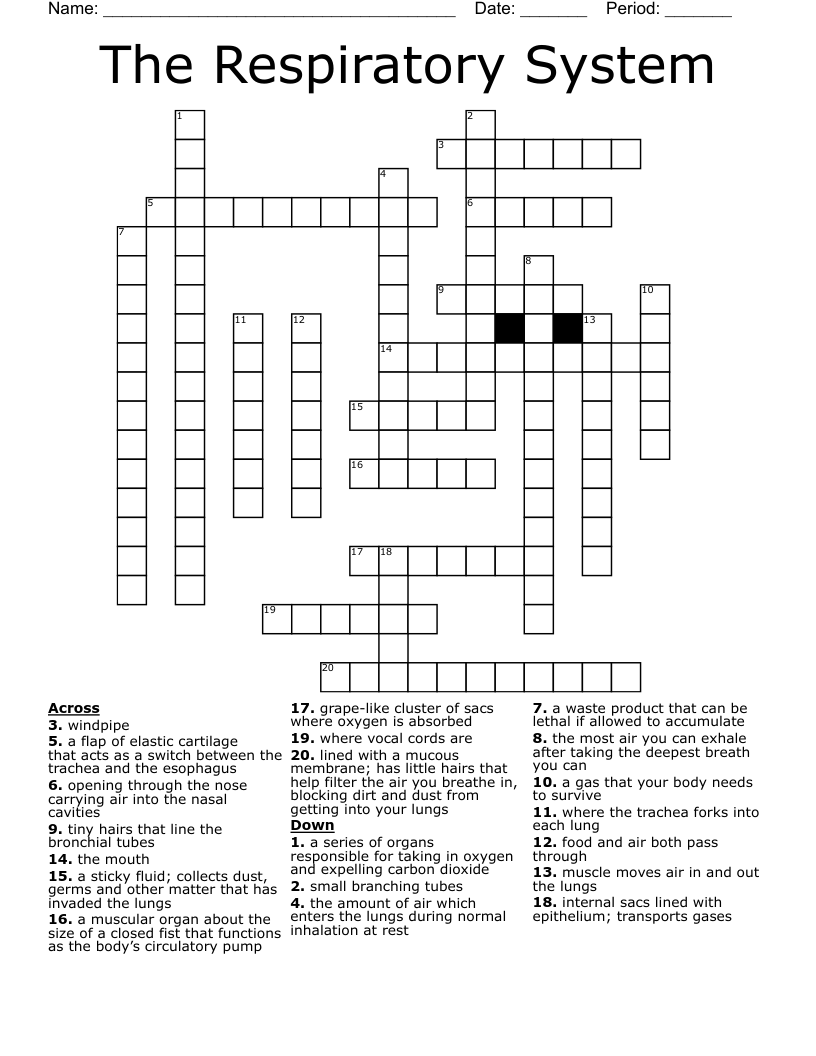 The Respiratory System Crossword