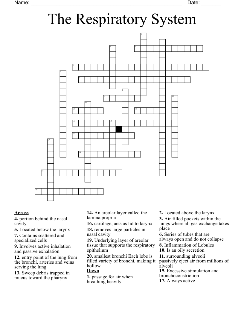 The Respiratory System Crossword
