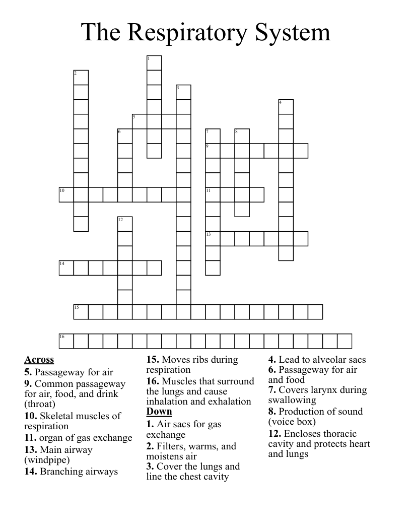The Respiratory System Crossword