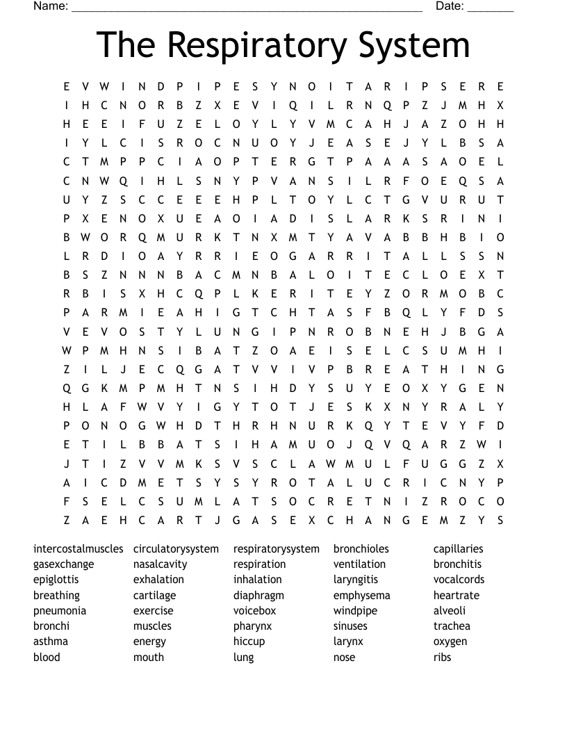 The Respiratory System Word Search