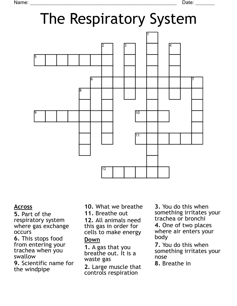 The Respiratory System Crossword