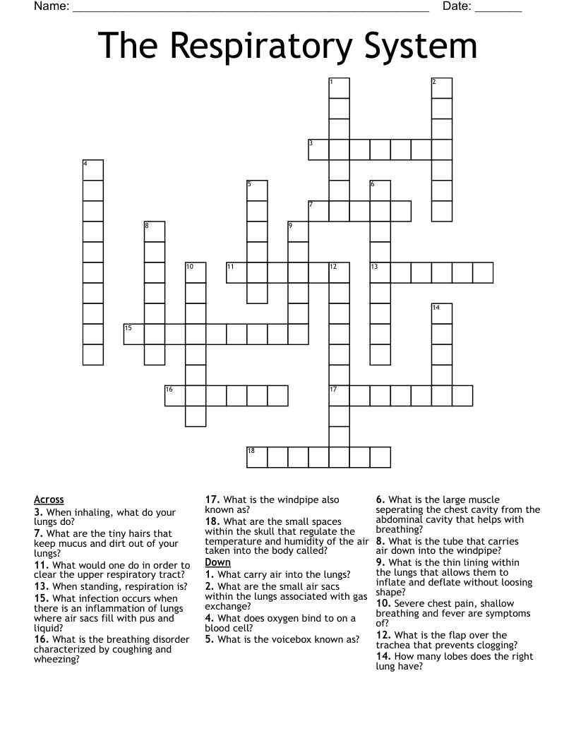 The Respiratory System Crossword