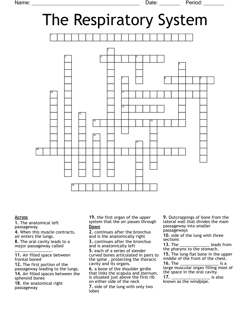 The Respiratory System Crossword