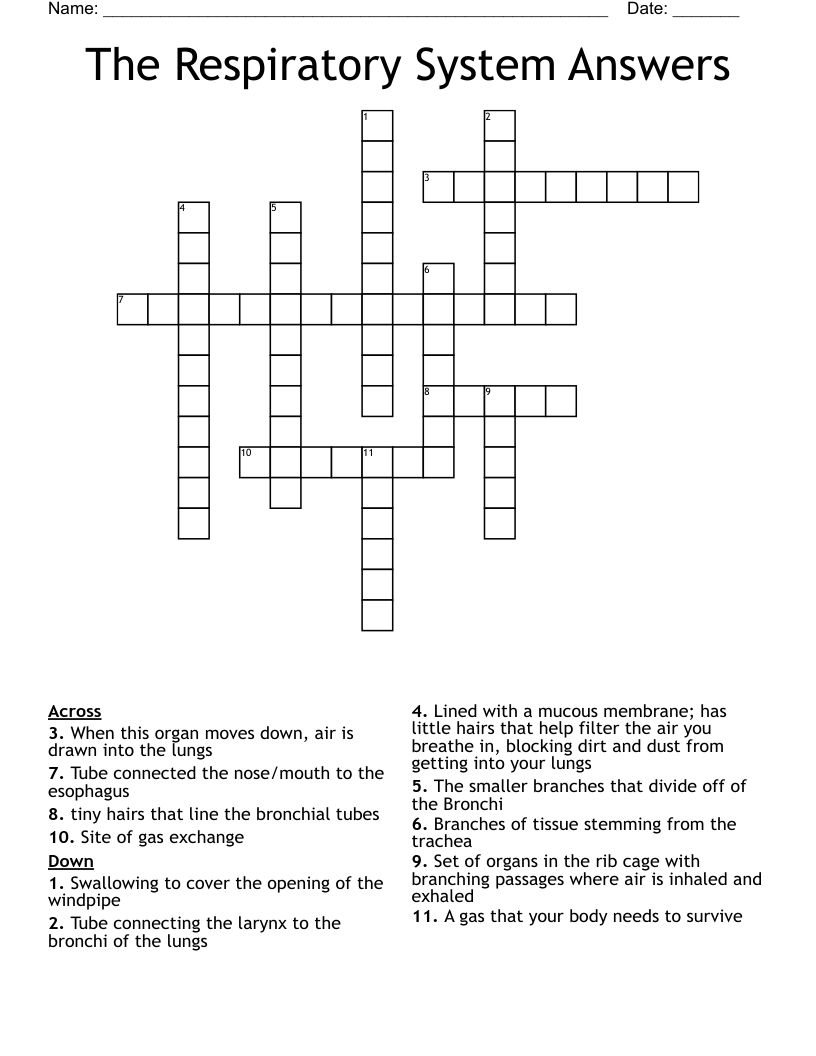 The Respiratory System Answers Crossword