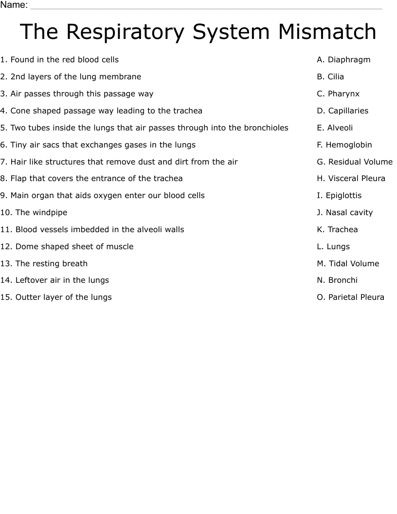 The Respiratory System Mismatch Worksheet