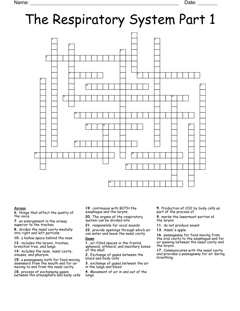The Respiratory System Part 1 Crossword