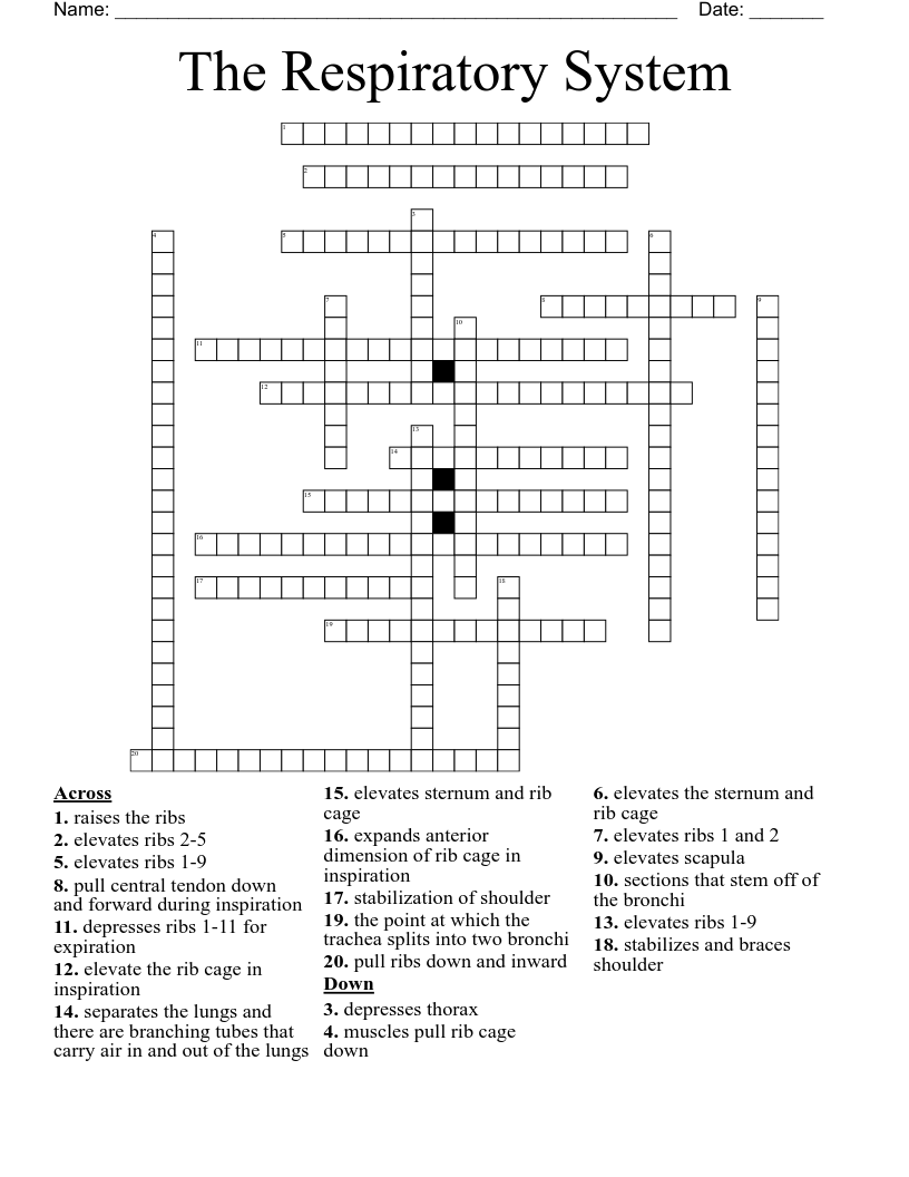 The Respiratory System  Crossword