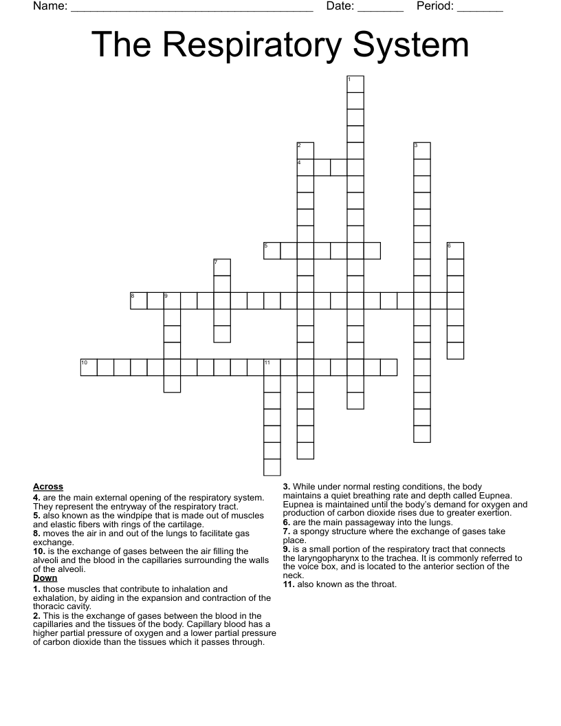 The Respiratory System  Crossword