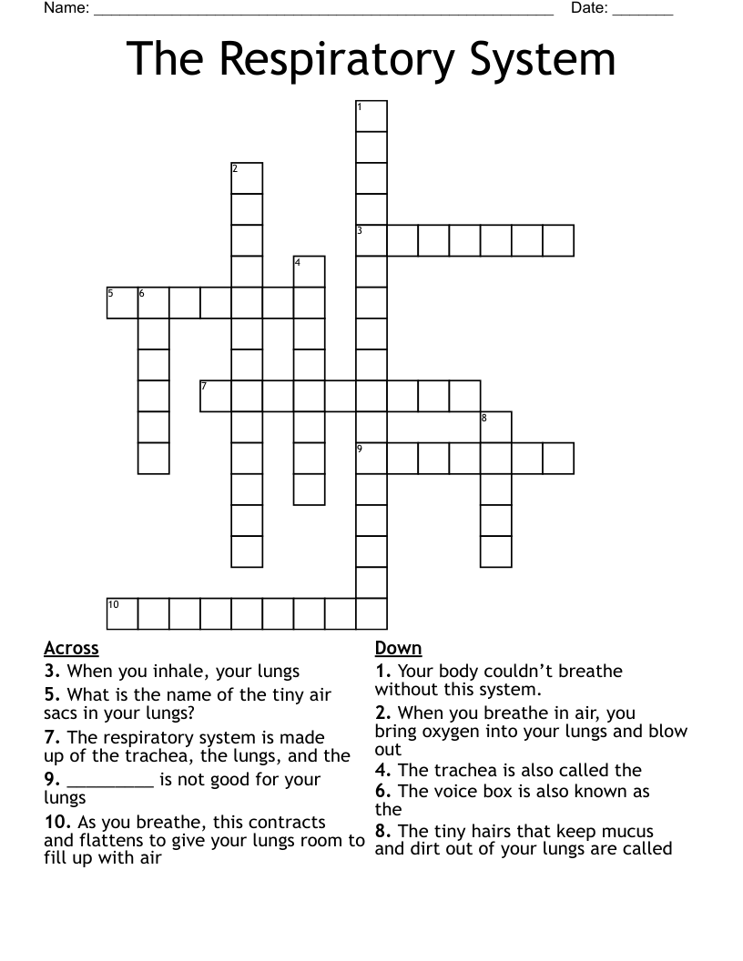 The Respiratory System  Crossword