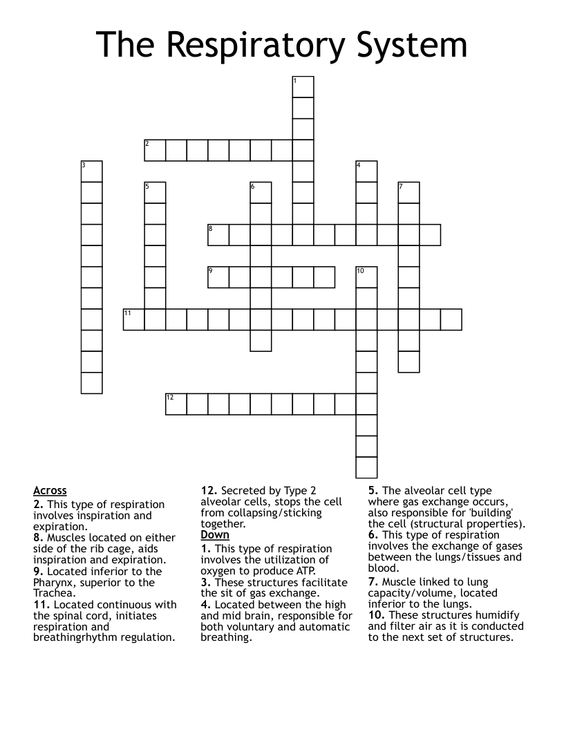 The Respiratory System  Crossword